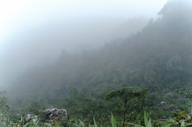 ต้นไม้เดี่ยวกลางป่าและหมอกหนา