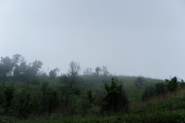 ต้นไม้บนเนินเขากลางสายหมอก