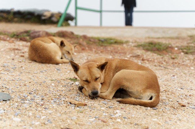 หมาของตำรวจตระเวนชายแดนนอนหลับอยู่ที่ฐานปฏิบัติการช้างศึก