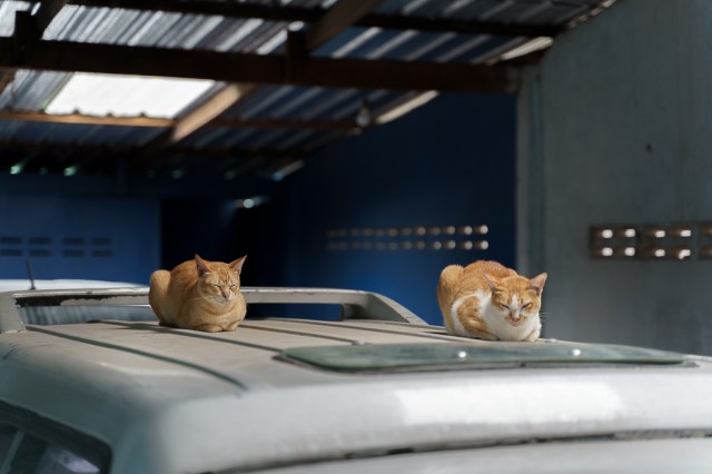 แมวสองตัว นอนหลับ บนหลังคารถ บ้านอีต่อง
